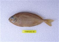 藏品(褐籃子魚)的圖片